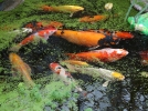 Bien choisir ses poissons pour le bassin