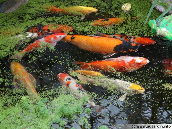 Différentes sortes de poissons peuplant un bassin