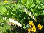 Sceau de Salomon, Polygonatum multiflorum Sceau de Salomon, Polygonatum multiflorum