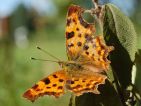 Robert le diable (Polygonia c-album)