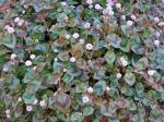 Renouée rose, Persicaria capitata Renouée rose, Persicaria capitata