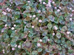 Renou�e rose, Persicaria capitata