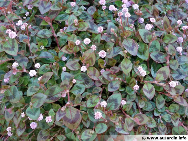 Renoue rose, Persicaria capitata