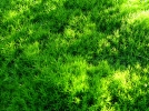 Mousse commune, Polytric commun, Polytrichum commune
