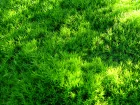 Mousse commune, Polytric commun, Polytrichum commune