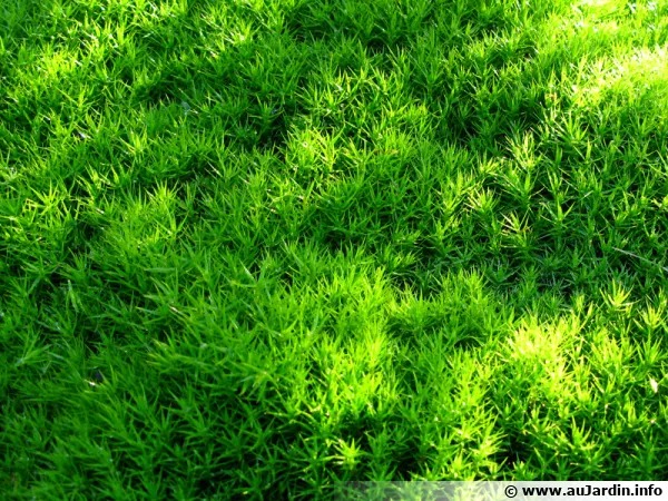 Mousse commune, Polytric commun, Polytrichum commune