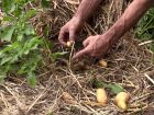 Récolter les pommes de terre