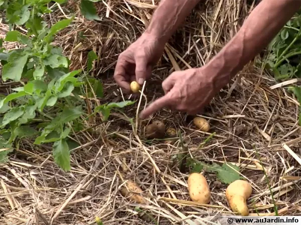 Récolte de pommes de terre cultivées sous paille