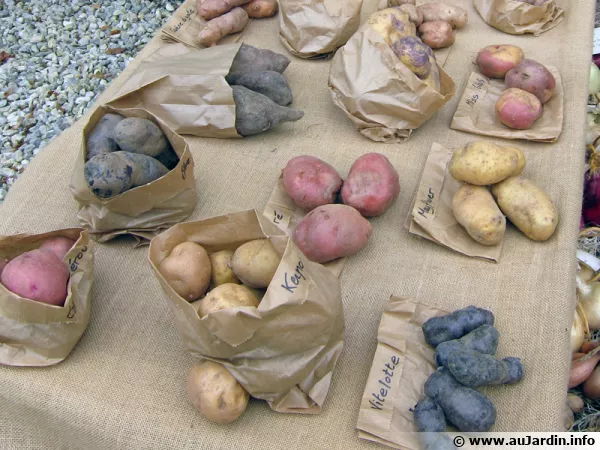 Diffrentes varits de pommes de terre exposes