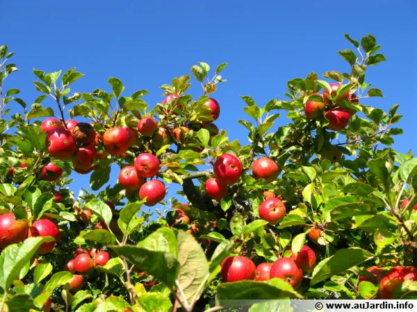 L'claircissage des arbres fruitiers