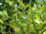 Branches épineuses du Citronnier épineux, Poncirus trifoliata Branches épineuses du Citronnier épineux, Poncirus trifoliata