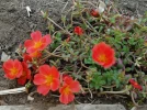 Pourpier � grandes fleurs, Chevalier-d'onze-heures, Portulaca grandiflora