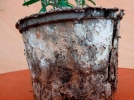 Les pots biodgradables
