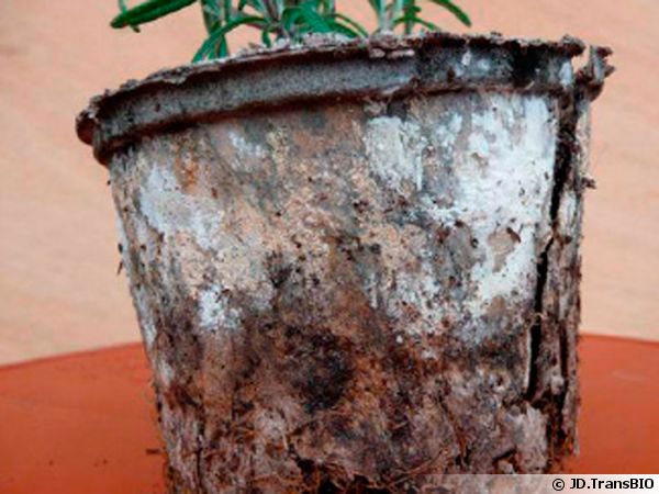 LxwSin Pots Semis Biodégradables Pot de Pépinière Biodégradable pour Fleurs Herbacées Légumes 26 Pcs 8CM Pots de Semis en Fibre Biodégradable avec 30 Étiquette Plante Pot de Culture Biodégradable