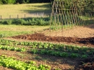 Pour un potager productif