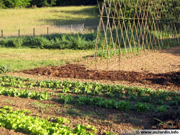 Pour un potager productif