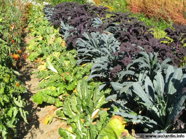 Diversifiez les plantes au potager pour accueillir les auxiliaires du jardinier