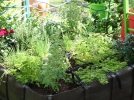 10 conseils pour raliser un potager sur le balcon