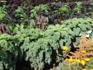 Cultiver des lgumes sans traitements chimiques
