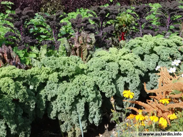 Un potager bio pour des légumes sains...