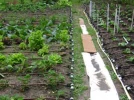 Installation d'un arrosage automatique pour le potager