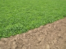 Prparer le sol du potager avant les plantations