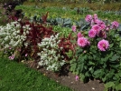 Planter des fleurs au potager