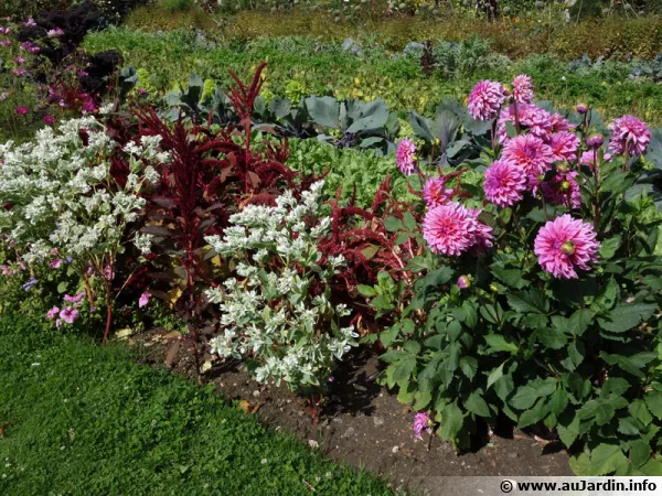 Planter des fleurs au potager