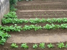 Amnager un potager  l'ombre