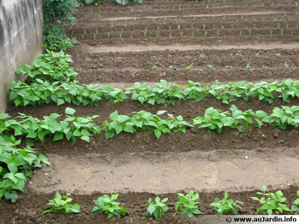 Pas toujours simple de cultiver dans un potager cloisonné qui produit beaucoup d'ombre
