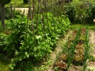 Organiser son potager