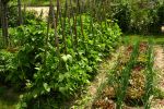 Organiser son potager