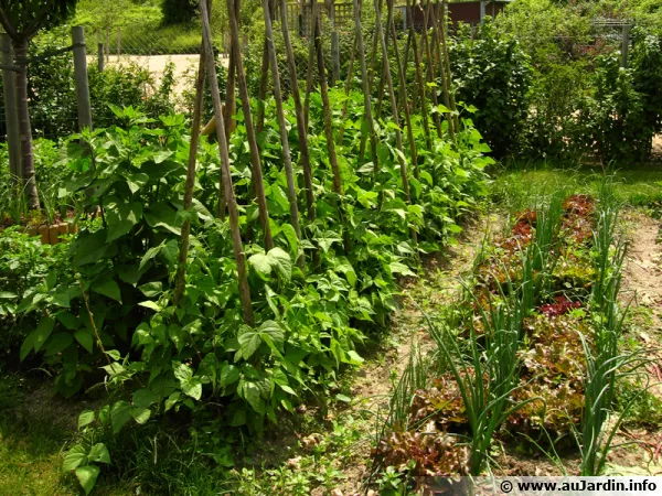 Organiser son potager