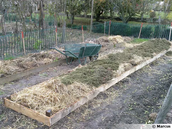 Paille dans les planches du potager