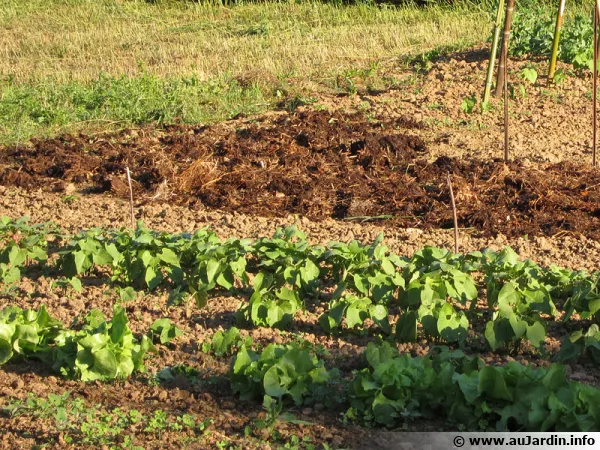 Transformer un potager en pelouse ou le contraire, est-ce possible pour un locataire ?