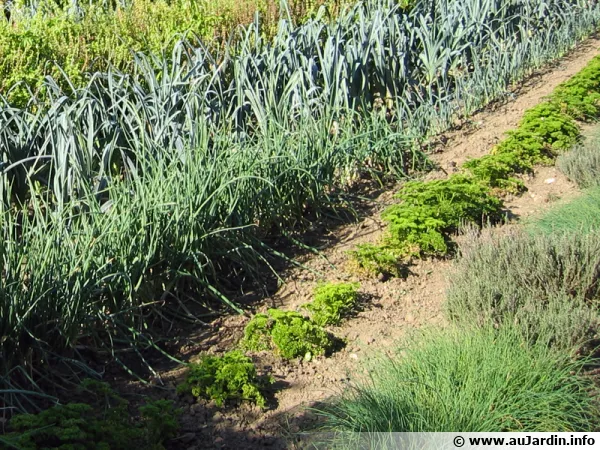 Rangs de légumes au potager