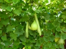 Un potager vertical