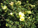 Potentille arbustive, Potentilla fruticosa
