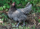 Les parasites des poules