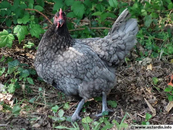 Une poule saine au jardin