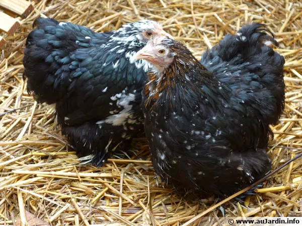 Bien élever des poules sans stress