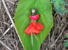 Poupes de coquelicot et autres fleurs