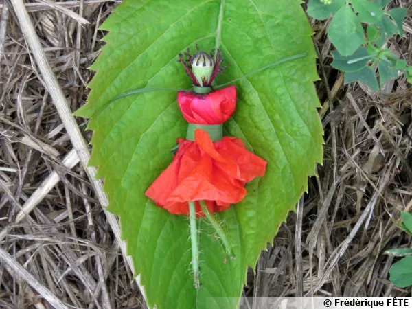 Une poupe de coquelicot