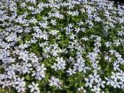 Couvre-sol à étoiles bleues, Pratia pedunculata