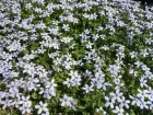 Couvre-sol  toiles bleues, Pratia pedunculata
