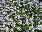Couvre-sol à étoiles bleues, Pratia pedunculata Couvre-sol à étoiles bleues, Pratia pedunculata
