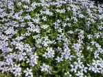 Couvre-sol � �toiles bleues, Pratia pedunculata