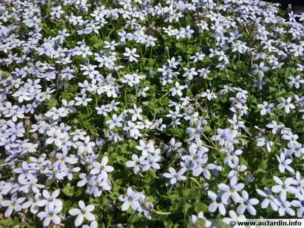 Couvre-sol à étoiles bleues, Pratia pedunculata