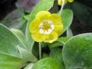Auricule, Oreille d'ours, Primula section auricula