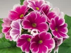 Primevre obconique, Primula obconica